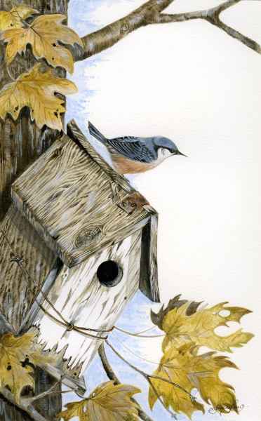 Nuthatch     18" x 12" Framed