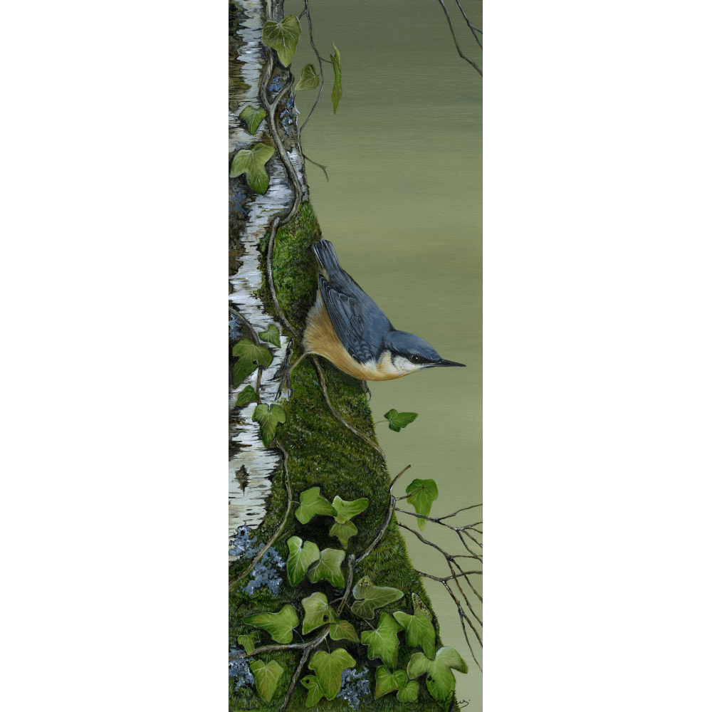 birds-fine-art-prints-nuthatch-mud-dabbler-suzanne-perry-art-273_166762228