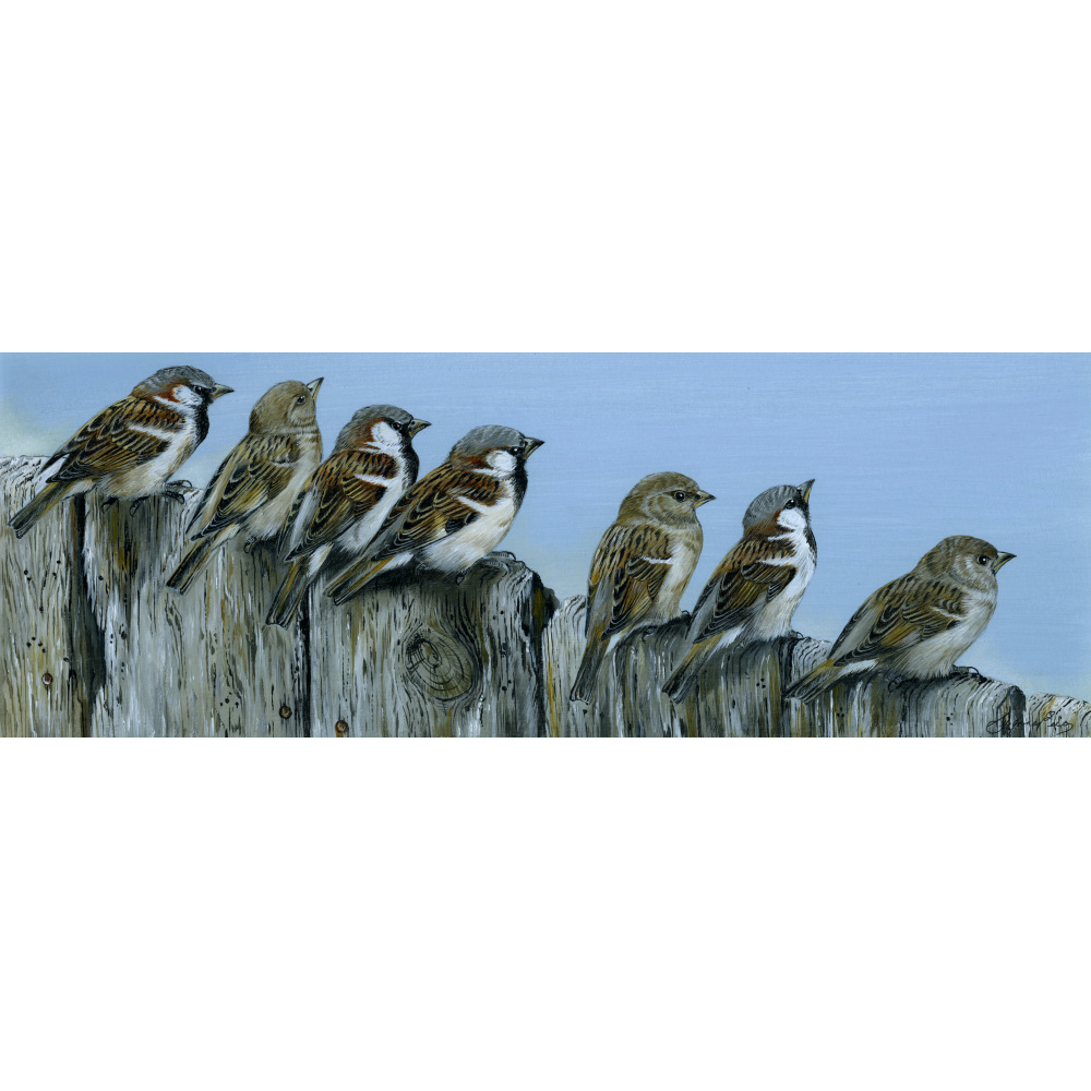 birds-fine-art-prints-sparrows-on-the-fence-suzanne-perry-art-287