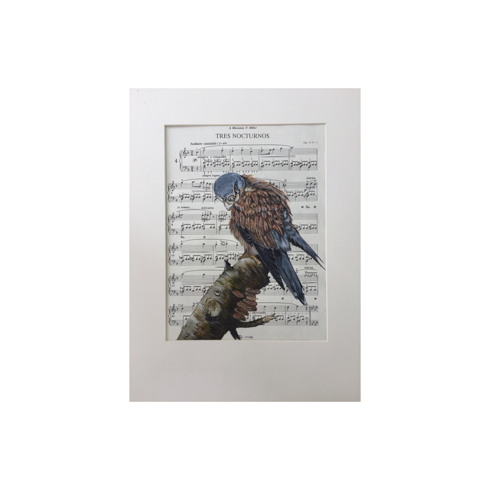 birds-kestrel-tres-nocturnos-suzanne-perry-art_1412315306