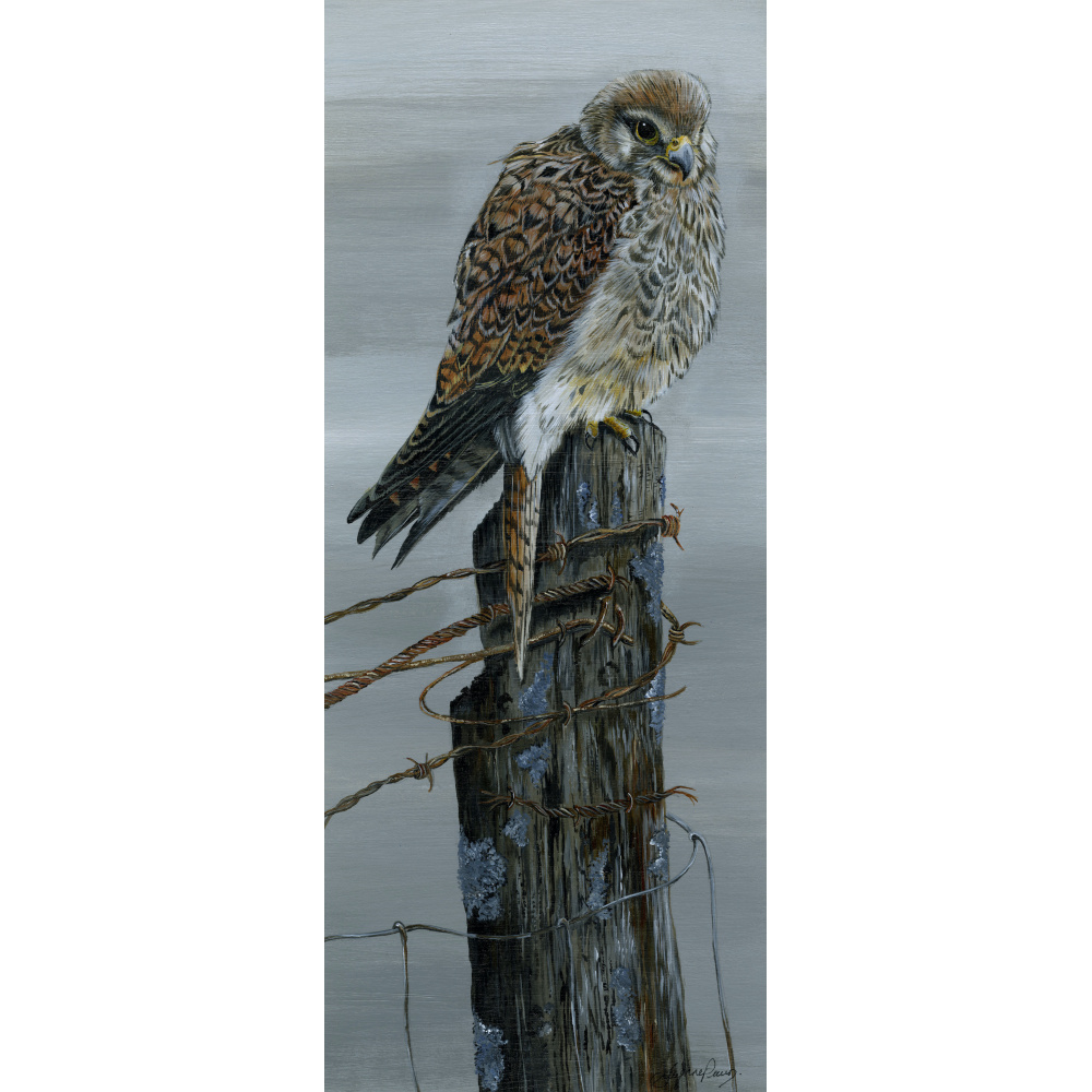 birds-of-prey-kestrel-fearne-suzanne-perry-art-293_731249516