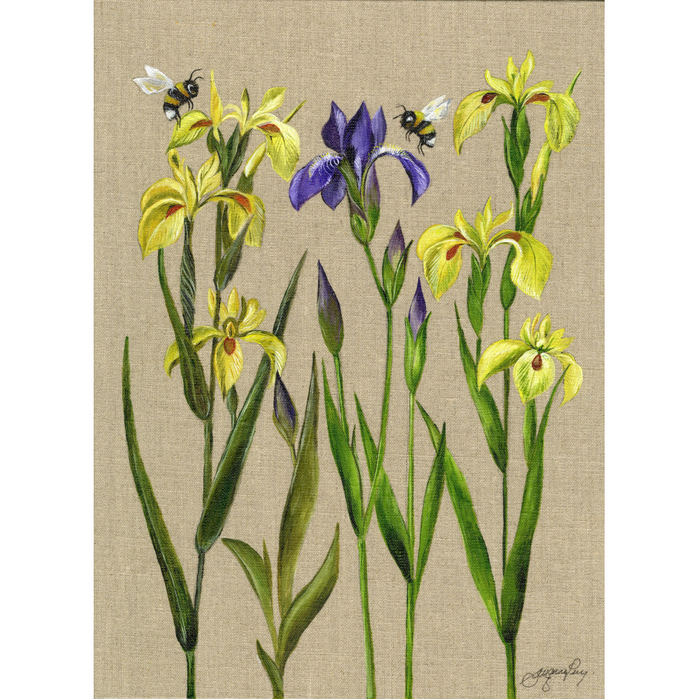 flowers-iris-on-linen-canvas-spart-372_for_website