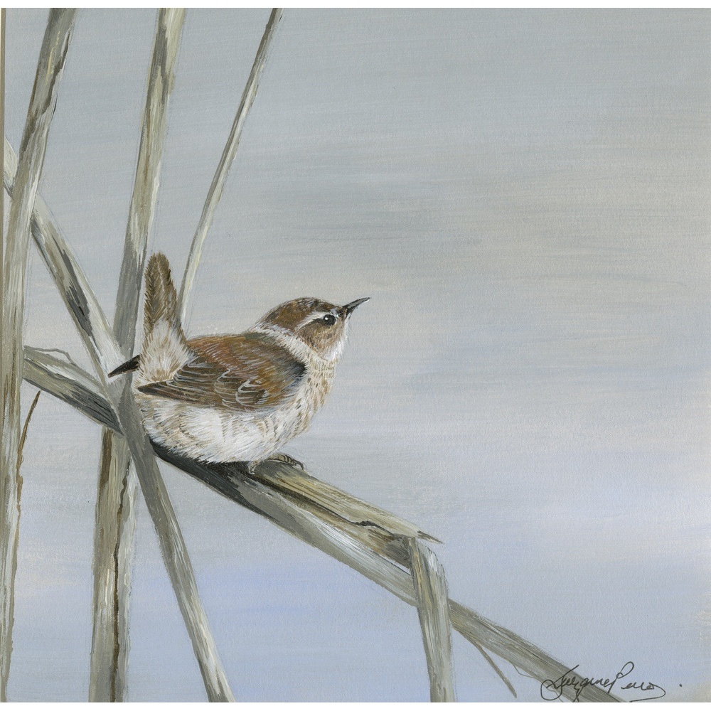 garden-birds-paintings-wren-jenny-suzanne-perry-art-182