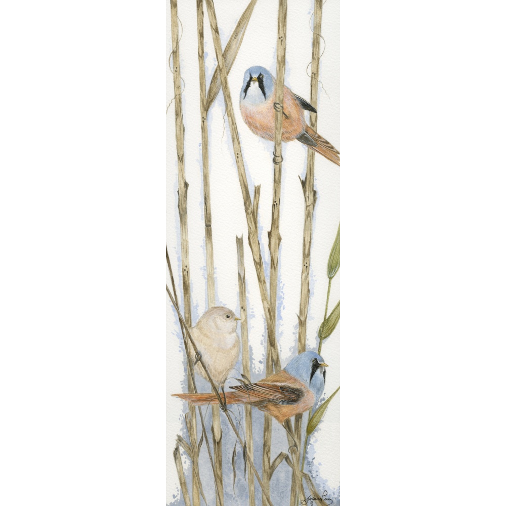 water-and-coastal-birds-paintings-bearded-tits-resting-in-the-reeds-suzanne-perry-art-068