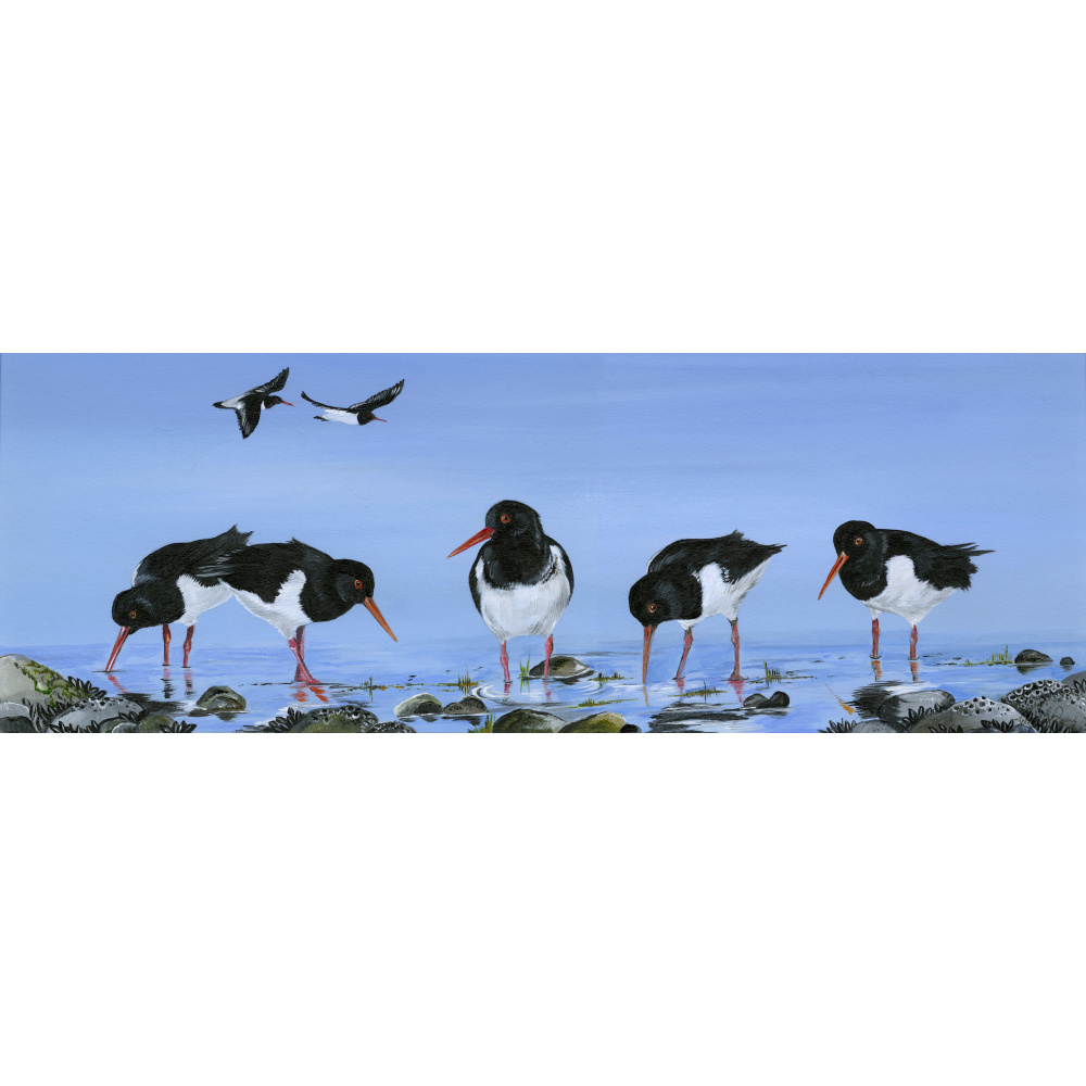 water-and-coastal-oyster_catchers-409-spart_copy