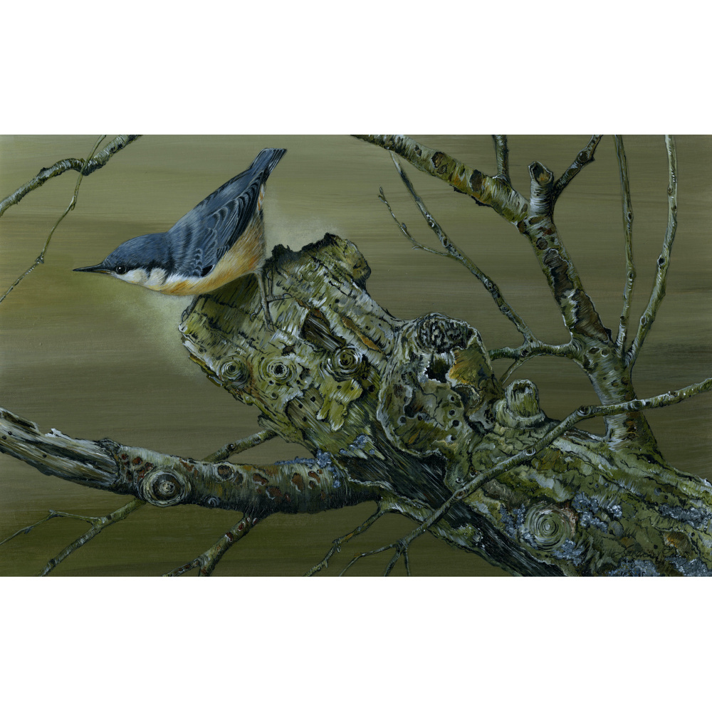 woodland-birds-paintings-nuthatch-_ancient-wood-suzanne-perry-art-285