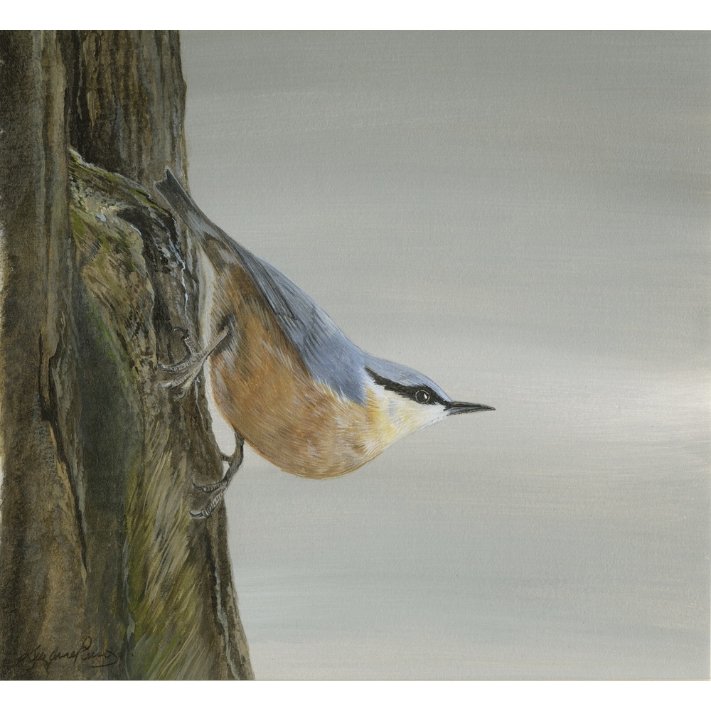 woodland-birds-paintings-nuthatch-suzanne-perry-art-196_264926050