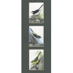 water-and-coastal-birds-paintings-wagtail-collection-suzanne-perry-art-084