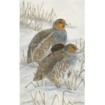 woodland-birds-paintings-grey-partridges-suzanne-perry-art-209